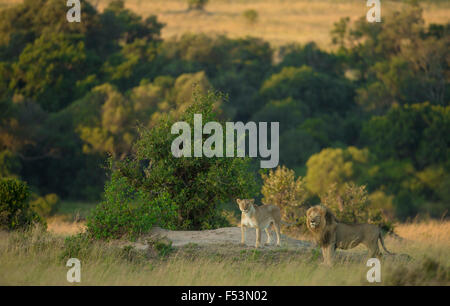 Mating Lions in pair photographed at Masai Mara National Reserve in Kenya. Landscape shot with their habitat. Stock Photo