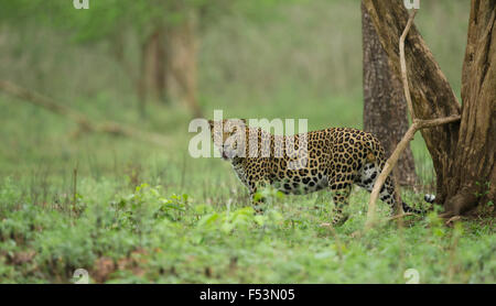 Male Leopard from Nagarhole National Parks region called Kabini, located in South India. Panthera Pardus . Stock Photo