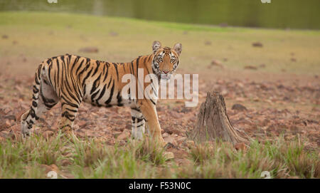 Tiger by lake front looking at you with a dried tree stump adding to the image, this is image is of a Royal Bengal Tiger. Stock Photo