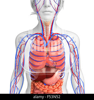 Digestive and circulatory system of female  body artwork Stock Photo