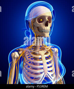 Illustration of female ribcage with nervous system Stock Photo