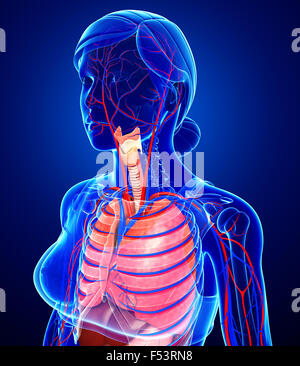 Illustration of female respiratory and circulatory system Stock Photo