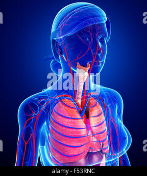 Illustration of female respiratory and circulatory system Stock Photo