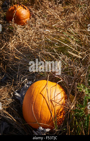 Pumpkin Patch on a local farm, Adams County, Pennsylvania, USA Stock Photo