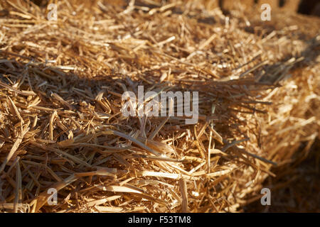 bale of hay detail Stock Photo