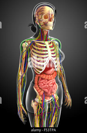 illustration of Lymphatic, skeletal, nervous and circulatory system of ...