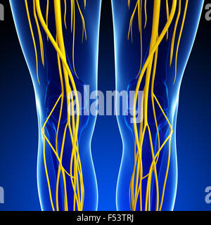 Illustration of human knee nervous system Stock Photo