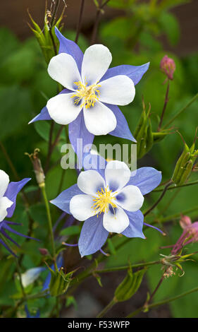 Common columbine (Aquilegia vulgaris), Tyrol, Austria Stock Photo