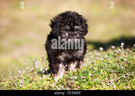 Toy Poodle, puppy, black and tan, standing in meadow Stock Photo