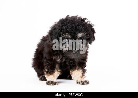 Toy Poodle, puppy, black and tan Stock Photo