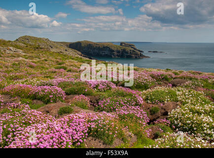 Skomer Island, Pembrokeshire, Wales Stock Photo