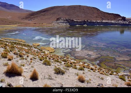 Black lagoon with aquatic plants forming unique structures, Laguna Negra, at Uyuni, Lipez, Bolivia Stock Photo