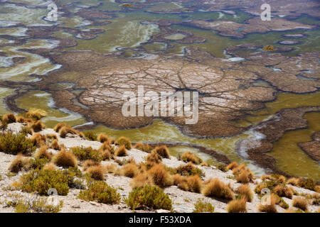 Black lagoon with aquatic plants forming unique structures, Laguna Negra, at Uyuni, Lipez, Bolivia Stock Photo