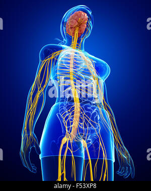 Illustration of Female nervous system artwork Stock Photo