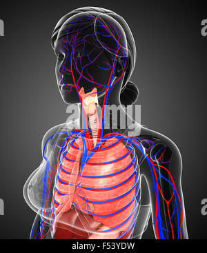 Illustration of female respiratory and circulatory system Stock Photo