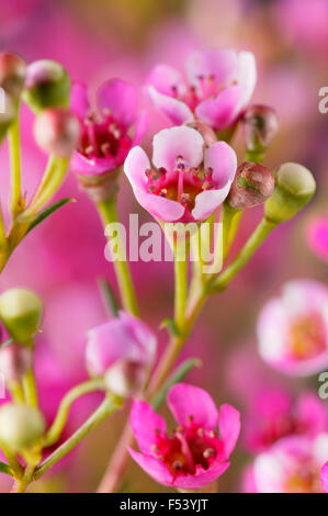 Chamaelaucium Uncinatum (Wax flower) Close up of pink flowers Stock Photo