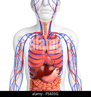 Digestive and circulatory system of male body artwork Stock Photo