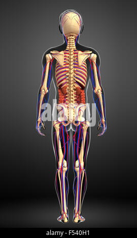 Illustration of male skeletal, digestive and circulatory system Stock Photo