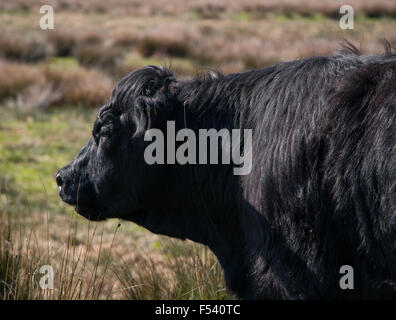 Welsh Black cattle, Snowdonia, Wales, Stock Photo