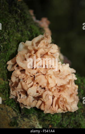 Leafy Brain Tremella foliacea pale form Stock Photo