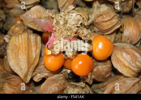 Pichuberry a Peruvian 'Superfood' containing high amounts of Vitamin D Stock Photo