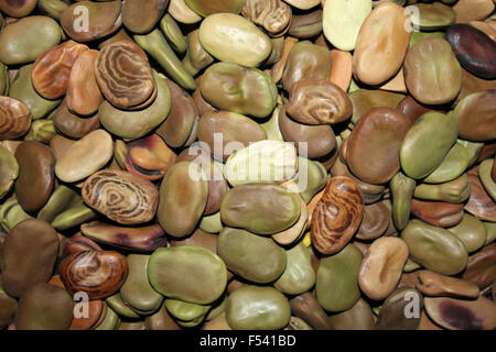Dried Habas In Peru - the Fava Bean Vicia faba Stock Photo
