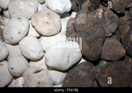 Varieties of chuno or moraya,a freeze-dried (dehydrated) potato made in the Andes region Stock Photo