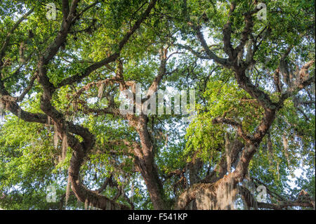 Florida Live Oak tree in Old Town St. Augustine's Constitution Plaza. USA. Stock Photo