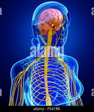 Illustration of Female nervous system artwork Stock Photo