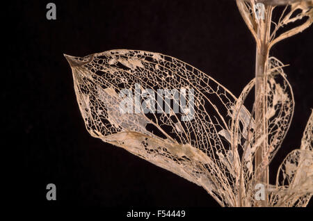 Branch with dry leaves that show their structure Stock Photo