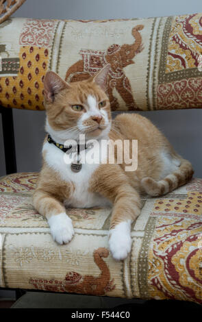 A ginger or marmalade domestic pet cat sitting on a chair and alert Stock Photo