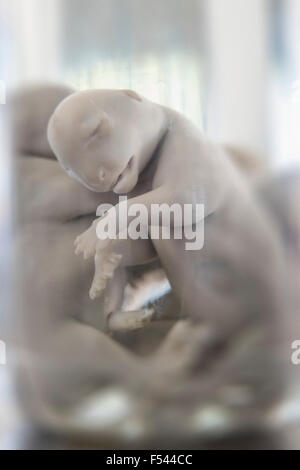 Embryo of lion at the Okonjima Nature Reserve, Namibia, Africa Stock ...