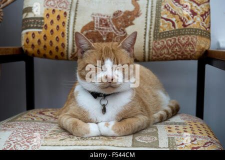 A ginger or marmalade domestic pet cat contentedly sitting on a chair with her eyes closed and paws folded Stock Photo