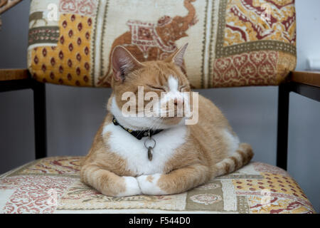 A ginger or marmalade domestic pet cat contentedly sitting on a chair with her eyes closed and paws folded Stock Photo