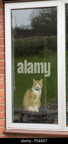 A ginger or marmalade domestic pet cat sitting looking out of a window Stock Photo