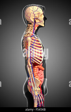 Illustration of male skeletal, digestive and circulatory system Stock Photo