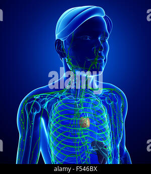 Human Male Body Shape Stock Photo - Alamy