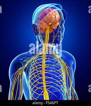 Illustration of Male nervous system artwork Stock Photo