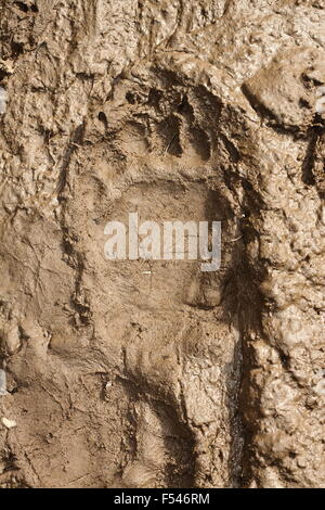 big brown bear footprint in mud ( Ursus arctos ) Stock Photo