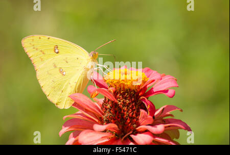 Female Cloudless Sulphur butterfly feeding on a pink Zinnia in summer garden Stock Photo