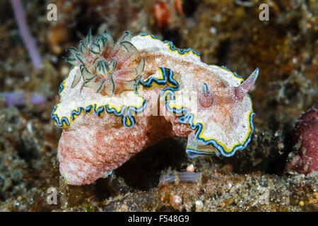 Glossodoris cincta nudibranch, Lembeh Strait, Indonesia Stock Photo