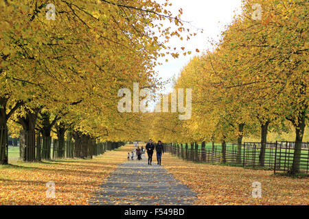 Bushy Park, London, UK. 27th October 2015. The golden colours of autumn on Lime Avenue in Bushy Park, on a lovely afternoon in South East England with temperatures reaching a warm 19 degrees. Credit:  Julia Gavin UK/Alamy Live News Stock Photo