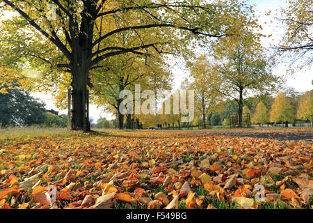 Bushy Park, London, UK. 27th October 2015. The golden colours of autumn on Lime Avenue in Bushy Park, on a lovely afternoon in South East England with temperatures reaching a warm 19 degrees. Credit:  Julia Gavin UK/Alamy Live News Stock Photo