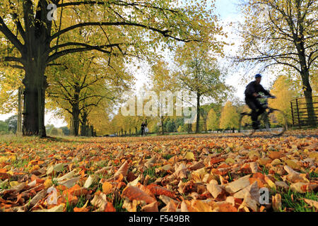 Bushy Park, London, UK. 27th October 2015. The golden colours of autumn on Lime Avenue in Bushy Park, on a lovely afternoon in South East England with temperatures reaching a warm 19 degrees. Credit:  Julia Gavin UK/Alamy Live News Stock Photo