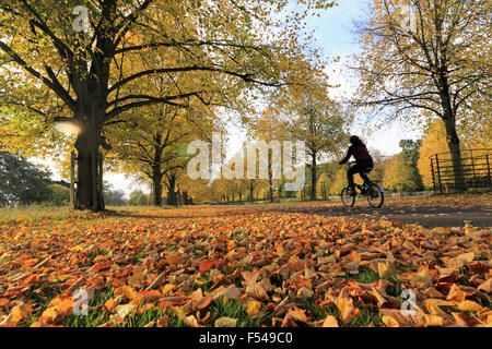 Bushy Park, London, UK. 27th October 2015. The golden colours of autumn on Lime Avenue in Bushy Park, on a lovely afternoon in South East England with temperatures reaching a warm 19 degrees. Credit:  Julia Gavin UK/Alamy Live News Stock Photo