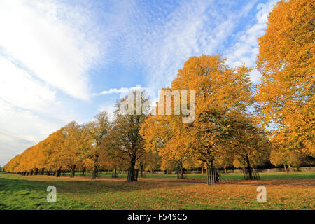 Bushy Park, London, UK. 27th October 2015. The golden colours of autumn on Lime Avenue in Bushy Park, on a lovely afternoon in South East England with temperatures reaching a warm 19 degrees. Credit:  Julia Gavin UK/Alamy Live News Stock Photo