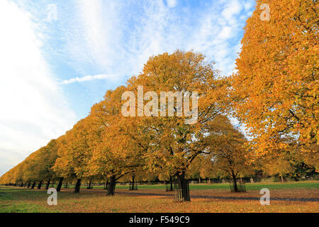 Bushy Park, London, UK. 27th October 2015. The golden colours of autumn on Lime Avenue in Bushy Park, on a lovely afternoon in South East England with temperatures reaching a warm 19 degrees. Credit:  Julia Gavin UK/Alamy Live News Stock Photo