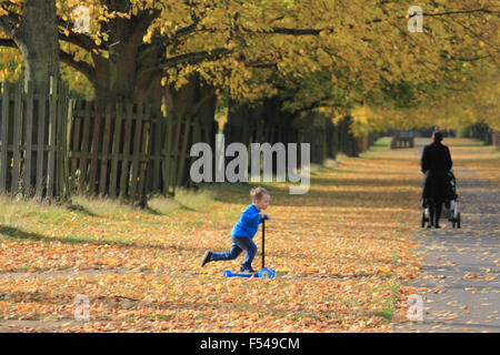 Bushy Park, London, UK. 27th October 2015. The golden colours of autumn on Lime Avenue in Bushy Park, on a lovely afternoon in South East England with temperatures reaching a warm 19 degrees. Credit:  Julia Gavin UK/Alamy Live News Stock Photo