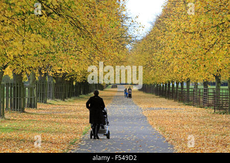 Bushy Park, London, UK. 27th October 2015. The golden colours of autumn on Lime Avenue in Bushy Park, on a lovely afternoon in South East England with temperatures reaching a warm 19 degrees. Credit:  Julia Gavin UK/Alamy Live News Stock Photo