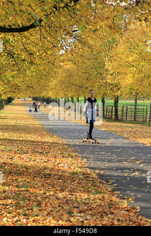 Bushy Park, London, UK. 27th October 2015. The golden colours of autumn on Lime Avenue in Bushy Park, on a lovely afternoon in South East England with temperatures reaching a warm 19 degrees. Credit:  Julia Gavin UK/Alamy Live News Stock Photo